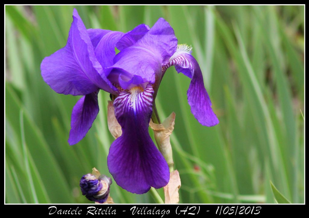 Iris di quale specie???